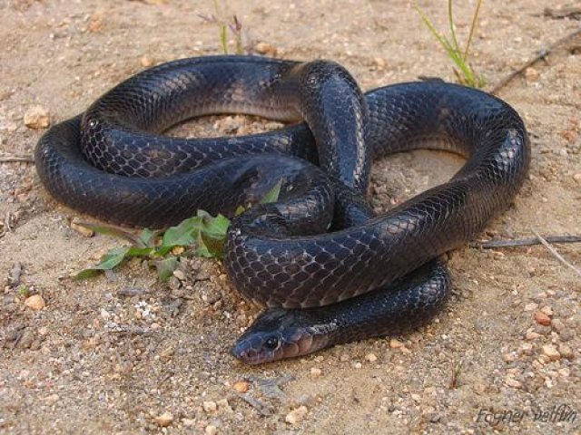 Veterinário é preso em Porto Velho após receber cobra pelos Correios