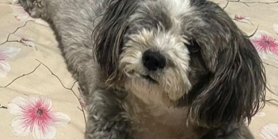Proprietária oferece gratificação por cadela que desapareceu, em Rolim de Moura