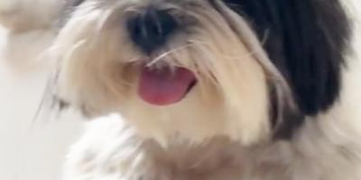  Família oferece gratificação para quem encontrar Mag, Shihtzu que desapareceu no bairro São Cristóvão, em Rolim de Moura 