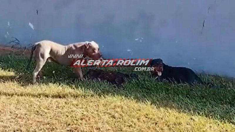 Pitbull e rottweiler atacaram e mataram outro cão nessa manhã, em Rolim de Moura