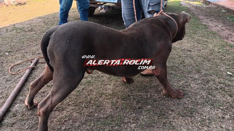 Pitbull e rottweiler atacaram e mataram outro cão nessa manhã, em Rolim de Moura