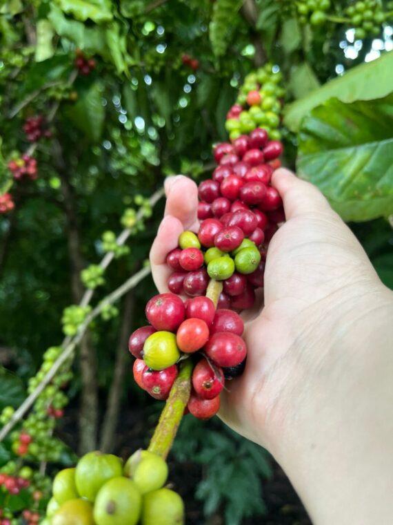 Início da colheita do café em Rolim de Moura destaca parcerias e resultados na cadeia produtiva